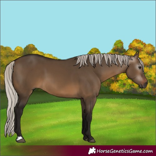 Horse Color:Gray Silver Brown Dun 