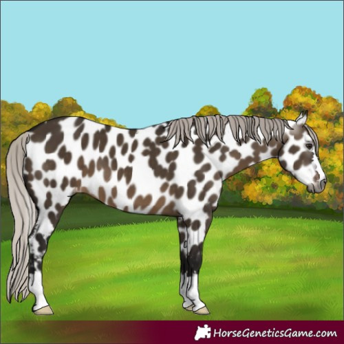 Horse Color:Gray Silver Brown Dun Appaloosa 