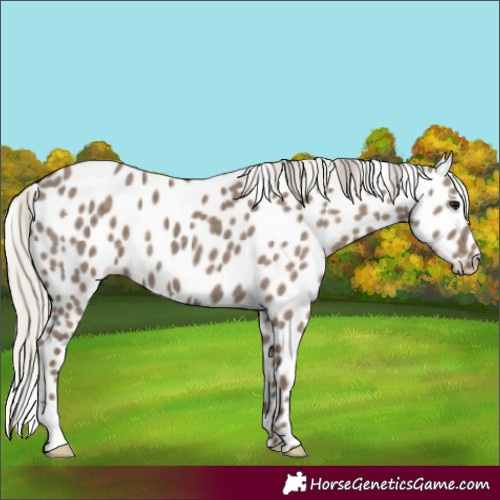 Horse Color:Silver Grullo Leopard 