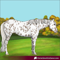 Horse Color:Silver Grullo Appaloosa 