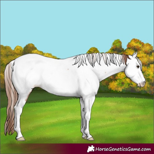 Horse Color:Red Dun Fewspot 
