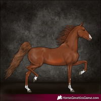 Horse Color:Chestnut 