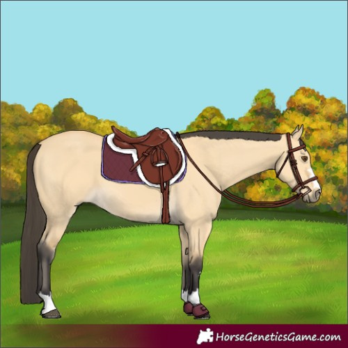 Horse Color:Buckskin Dun 