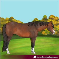 Horse Color:Bay 