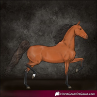 Horse Color:Bay 