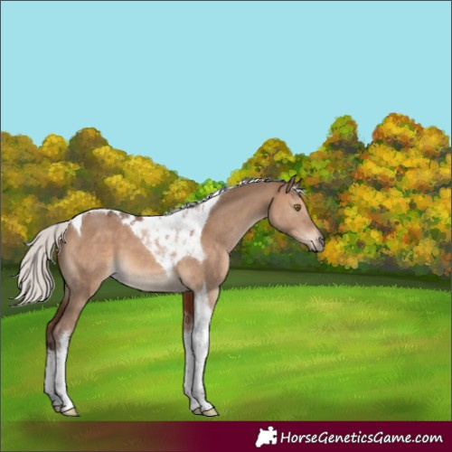 Horse Color:Silver Brown Dun Tobiano 