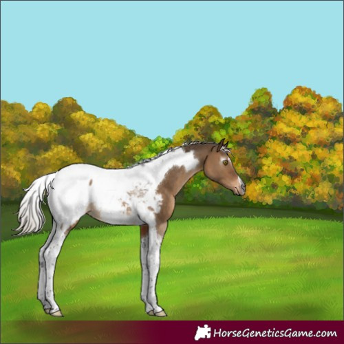 Horse Color:Gray Silver Brown Dun Tobiano Appaloosa