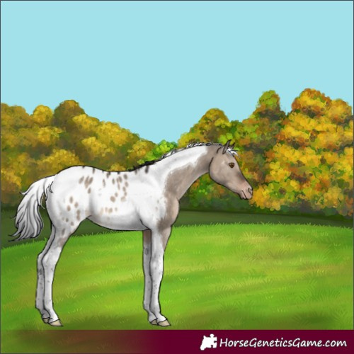 Horse Color:Brown Dun Tobiano Near Leopard 