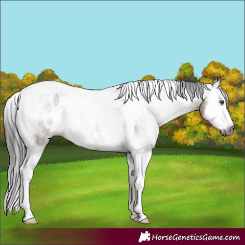 Horse Color:Gray Brown Dun Splash Tobiano Appaloosa 