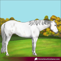 Horse Color:Gray Brown Dun Splash Tobiano Appaloosa 