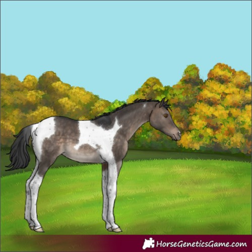 Horse Color:Brown Dun Tobiano 
