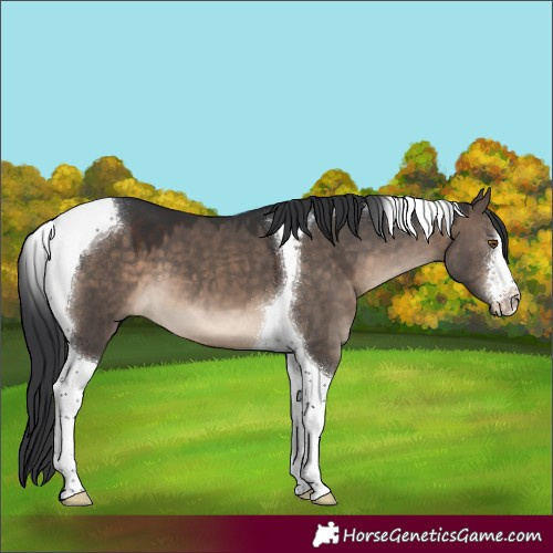Horse Color:White Spotted Brown Dun Tobiano
