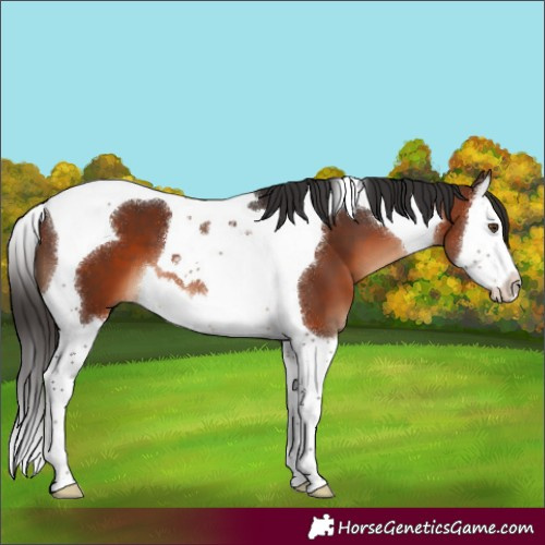 Horse Color:Brown Splash Tobiano 