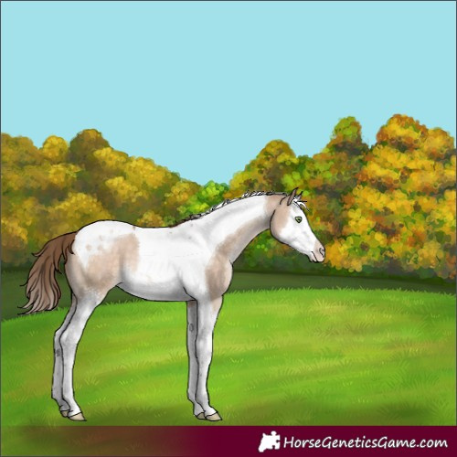 Horse Color:Brown Pearl Dun Sabino Splash Tobiano 