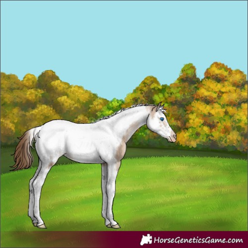 Horse Color:Brown Pearl Dun Sabino Splash Tobiano Frame Blanket 