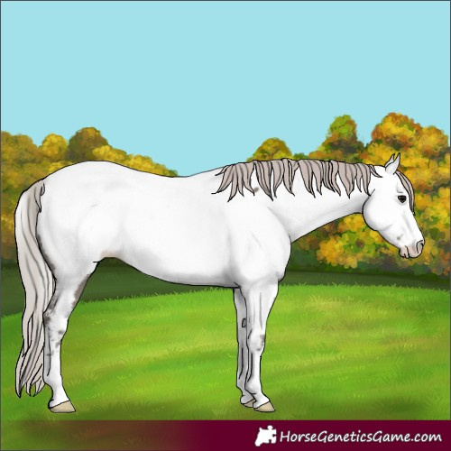 Horse Color:Silver Grullo Fewspot