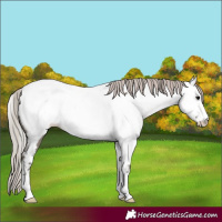 Horse Color:Silver Grullo Appaloosa 