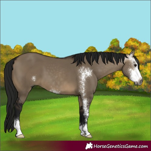 Horse Color:Gray Brown Dun Sabino