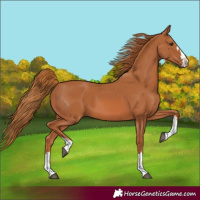 Horse Color:Chestnut 