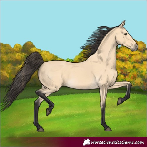 Horse Color:Buckskin 