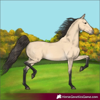 Horse Color:Buckskin