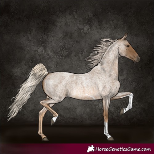 Horse Color:Chocolate Palomino Roan Tobiano 