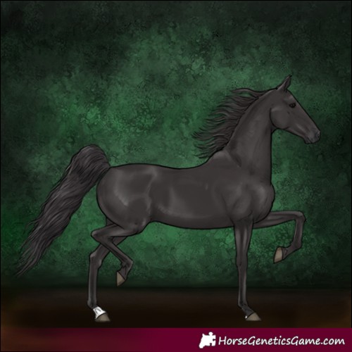 Horse Color:Smoky Black 
