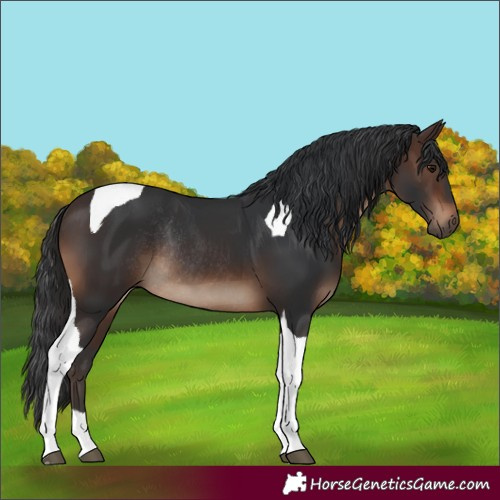 Horse Color:Brown Tobiano Rabicano 