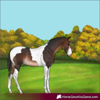 Horse Color:White Spotted Brown Tobiano Rabicano 