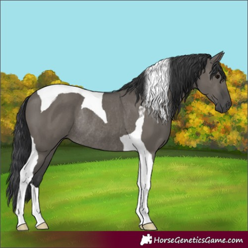 Horse Color:Grullo Tobiano Rabicano 