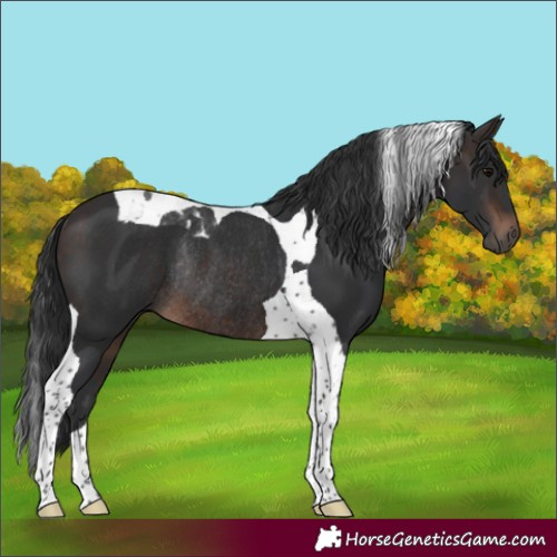 Horse Color:Brown Tobiano Rabicano