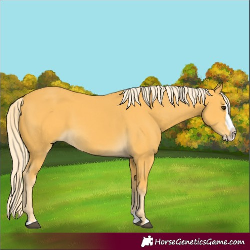 Horse Color:Palomino Splash 