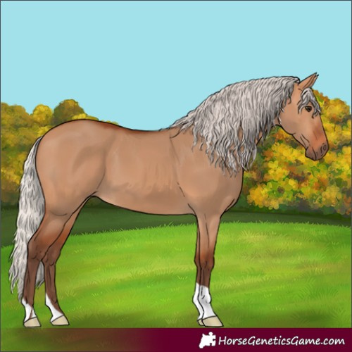Horse Color:Silver Bay Dun 