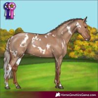 Horse Color:White Spotted Red Dun 