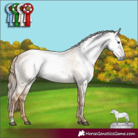 Horse Color:Gray White Spotted Red Dun 