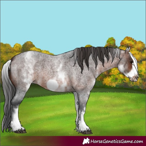 Horse Color:White Spotted Brown Roan Frame 