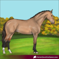 Horse Color:Bay Dun