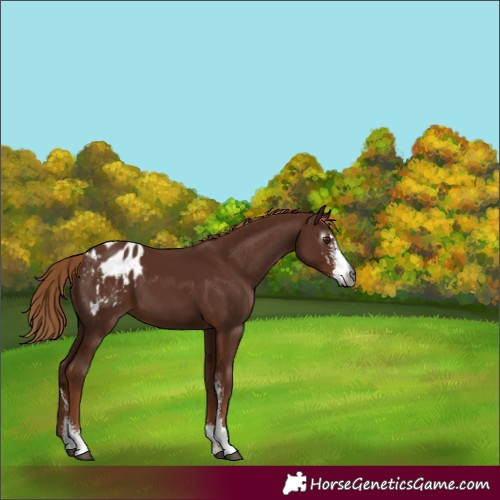 Horse Color:Gray Chestnut Sabino Blanket 