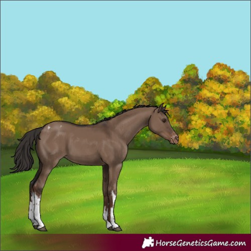 Horse Color:White Spotted Liver Red Dun Varnish
