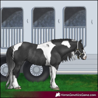 Horse Color:Black Tobiano Rabicano