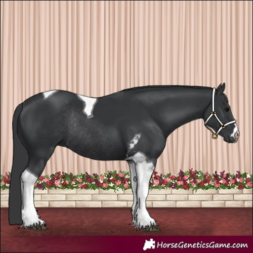 Horse Color:Black Tobiano Rabicano