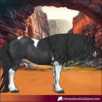 Horse Color:Black Tobiano Rabicano 