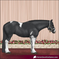 Horse Color:Black Tobiano Rabicano 