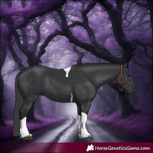 Horse Color:Black Tobiano Rabicano 