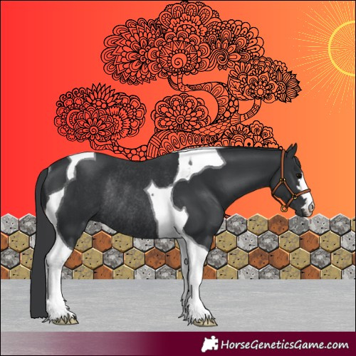 Horse Color:Black Tobiano Rabicano 