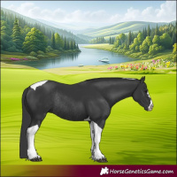 Horse Color:Black Tobiano Rabicano 