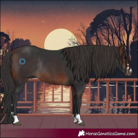 Horse Color:Brown Rabicano 