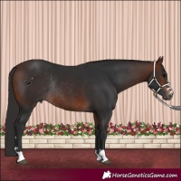 Horse Color:Brown Rabicano