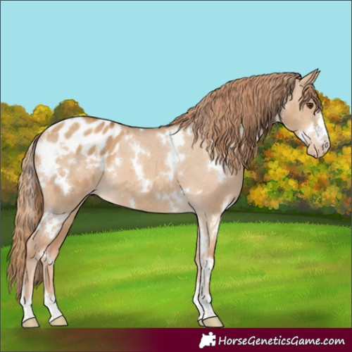 Horse Color:White Spotted Red Dun Appaloosa 