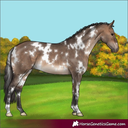 Horse Color:White Spotted Bay Dun 